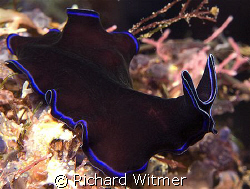 To the Batmobile!  Pseudoceros sapphirinus. Anilao, Phili... by Richard Witmer 